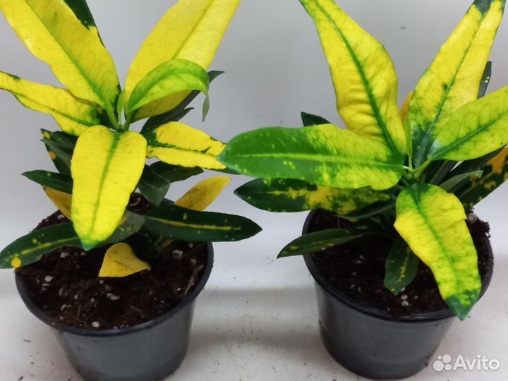 Кротон sunny стар