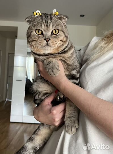 Коты для вязки