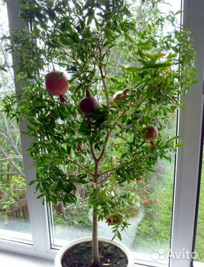 Гранат бонсай