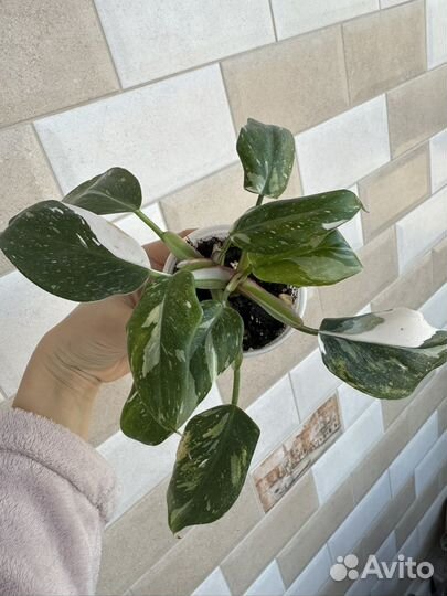 Филодендрон белая принцесса