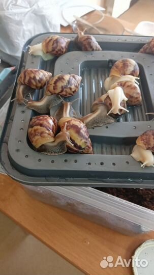 Улитки ахатины бесплатно