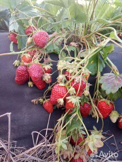 Клубника саженцы