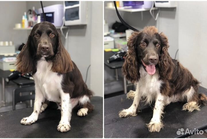 Стрижка собак бесплатно