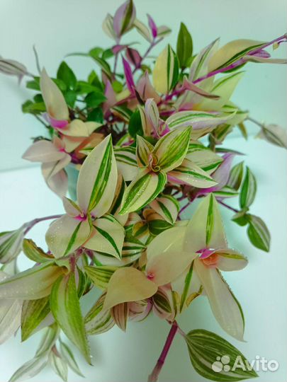 Традесканции сортовые