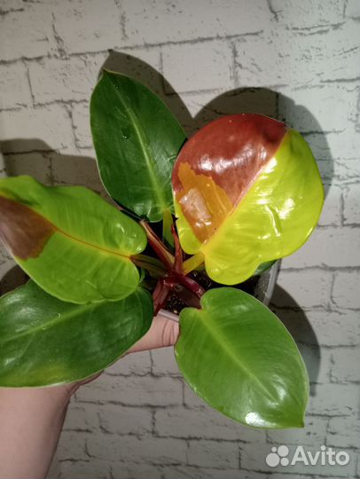 Филодендрон Еллоу flame