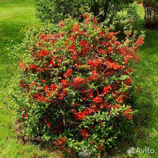 Спирея иволистная и айва японская