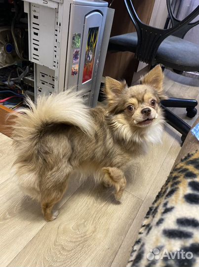 Вязка кобель чихуахуа