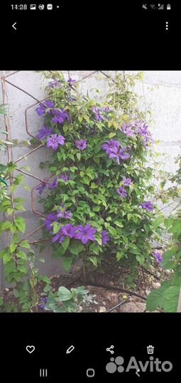 Саженцы клематиса