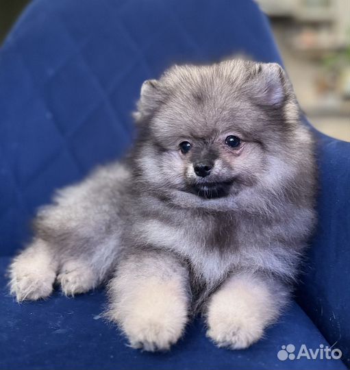 Микро и мини шпицы