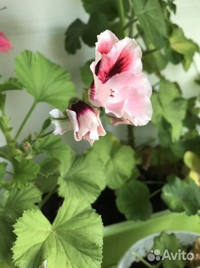 Пеларгония герань