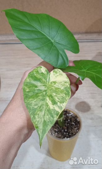 Алоказия Гагеана вариегатная