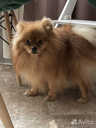 Немецкий шпиц