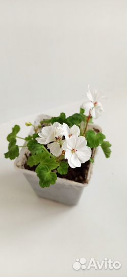 Пеларгонии сортовые Мини Диана