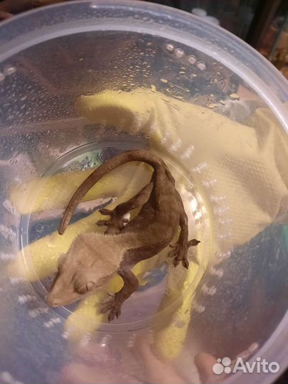 Геккон бананоед