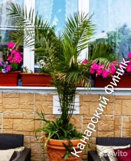 Финиковая пальма большие и маленькие