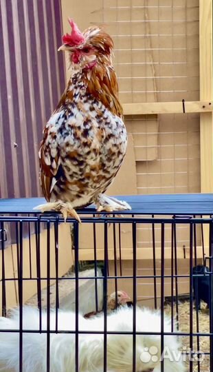 Семья Алтайских бентамок