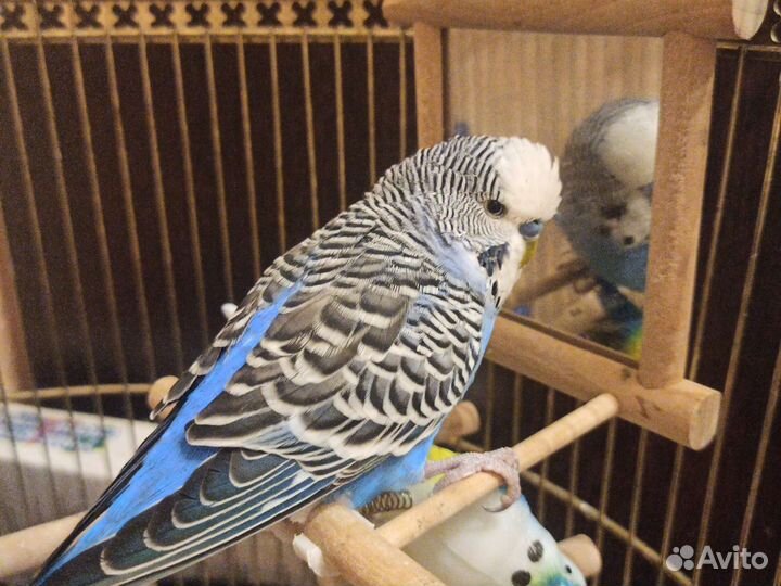 Волнистый попугай девочка(без клетки)