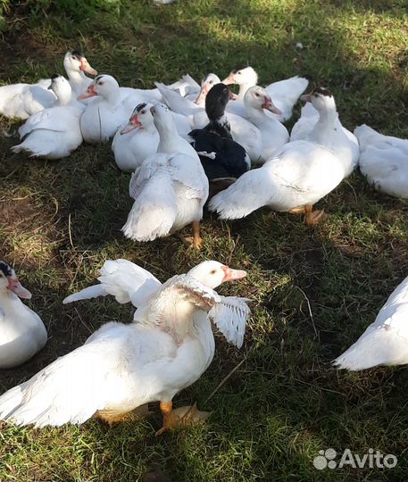 Продаю белых индоуток