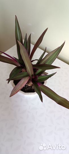 Традесканция Рео