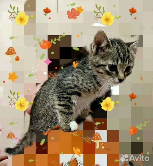 Котята в дар по договору