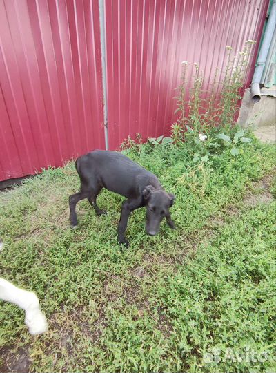 Щенки в добрые руки