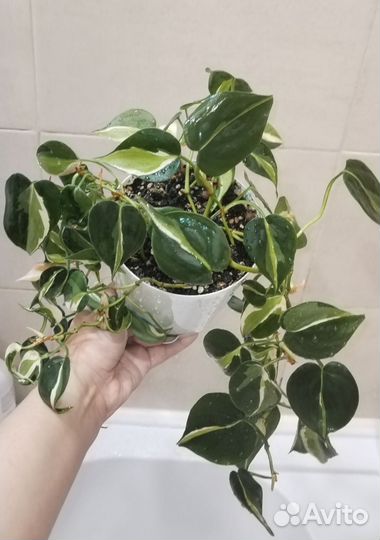 Филодендрон mediopicta tricolor