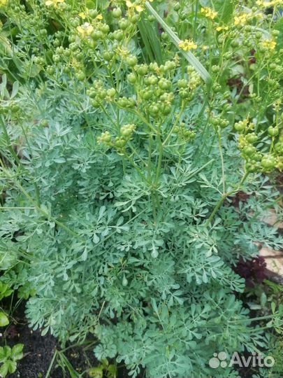 Рута серебристая, редкое садовое растение