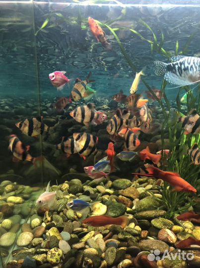 Аквариумные рыбки