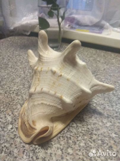 Ракушка большая