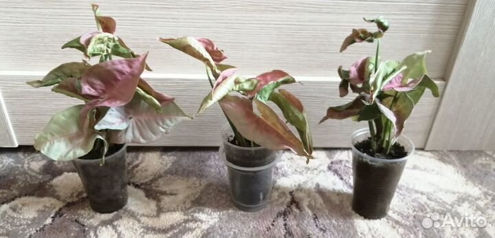 Сингониум Ред Харт, сциндапсус Марбл Квин