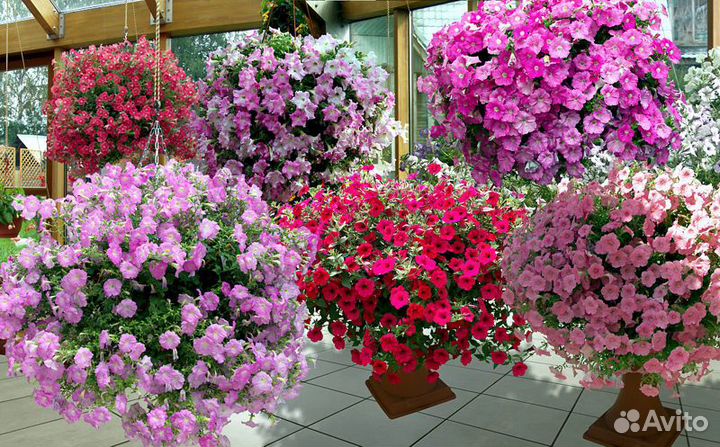 Рассада петунии