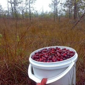 Клюква свежая