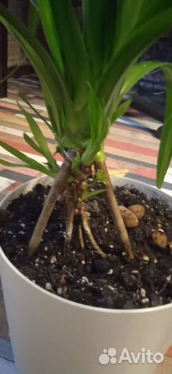 Винтовая пальма - панданус