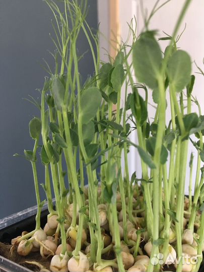 Микрозелень