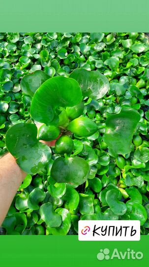 Водяной гиацинт (Эйхорния)