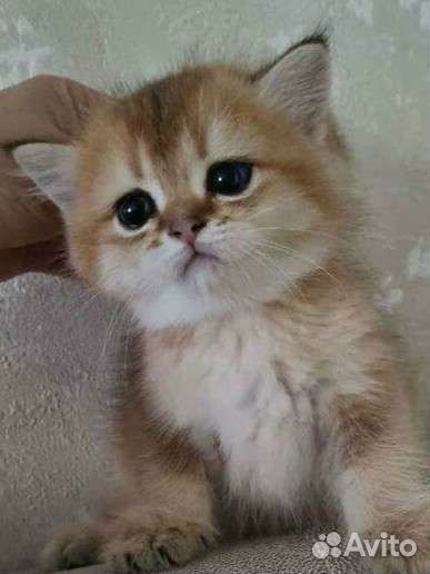 Золотой зеленоглазый котик