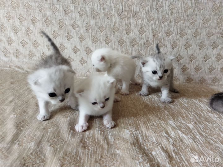 Шотландские вислоухие котята