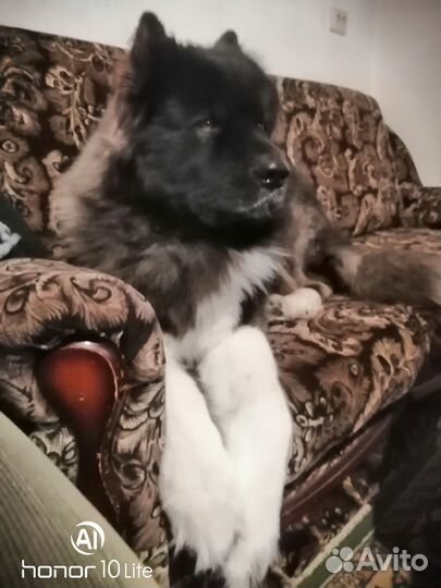 Вязка кабель ищет подругу