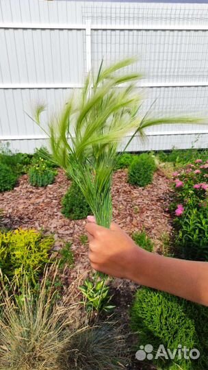 Ячмень гривастый - многолетник декоративный