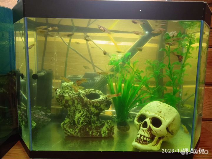 Аквариум с лягушками