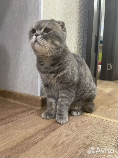 Шотландская