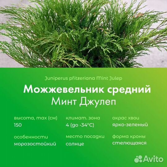 Можжевельники/ черенки на доращивание