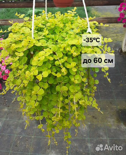 Вербейник монетчатый ауреа