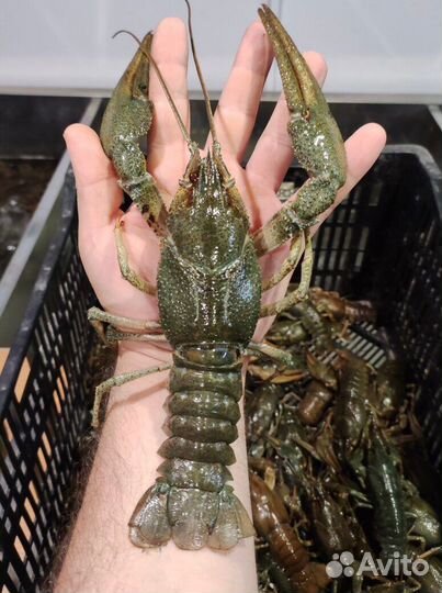 Живые раки алтайские