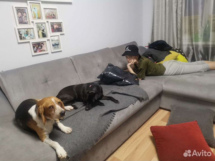 Передержка небольших собак и кошек