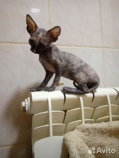 Котята сфинкс