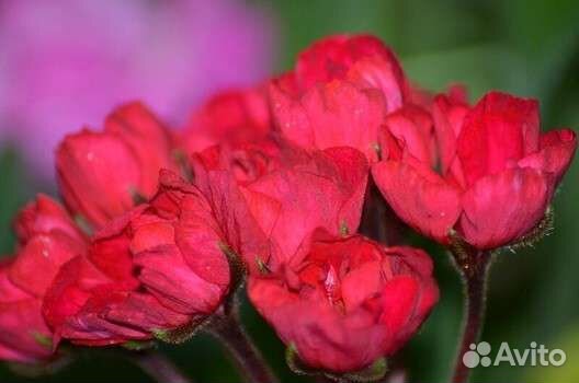 Герань пеларгония