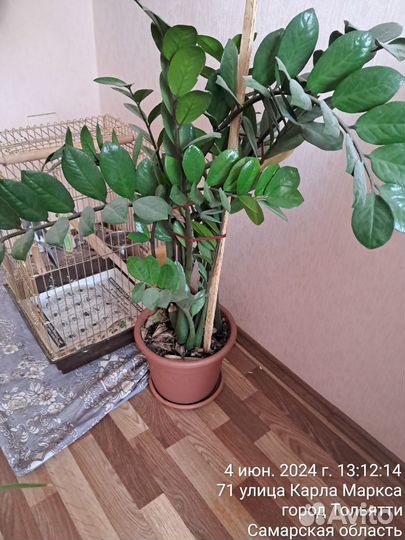 Комнатные растения