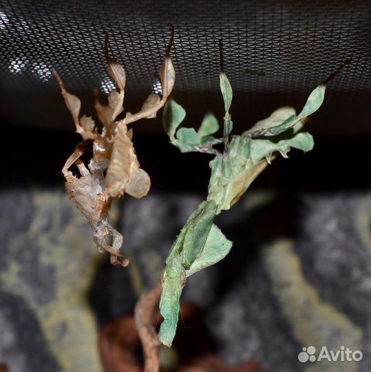 Передержка Отель для рептилий