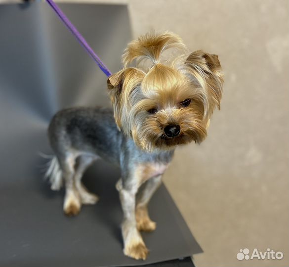 Стрижка собак Энгельс